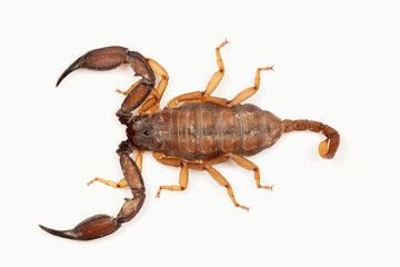 Scorpion of the genus Scorpiops from Reasi, Jammu & Kashmir. These are found under fallen logs and...