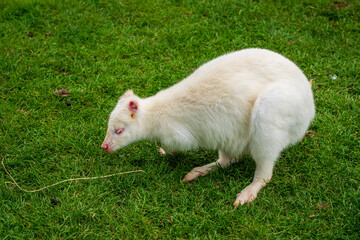 A snow white albino wallaby (kangaroo).