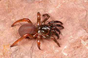 Trapdoor spiders of the genus Heligmomerus are large spiders with large fangs. These spiders live in the burrow with a lib-like door to their burrow