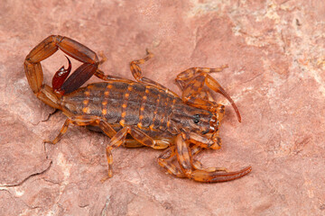 Scorpions of the genus Reddyanus are buthid scorpions native to Oriental region. The live under boulder or may also be found on trees