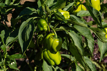 Pepper Production growing in greenhouse