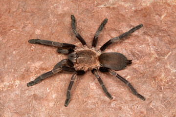 Tarantulas are large hairy spiders that live in burrows. These spiders live long and feed largely on insects and small vertebrates
