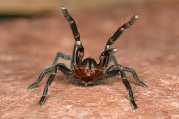 Tarantulas are large hairy spiders that live in burrows. These spiders live long and feed largely on insects and small vertebrates