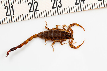 Scorpions of the genus Reddyanus are buthid scorpions native to Oriental region. The live under boulder or may also be found on trees. Picture on a white background for highlighting characters