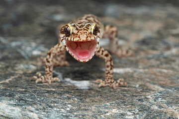 Bent-toed geckos of the genus Cyrtodactylus are nocturnal and usually handsomely marked.