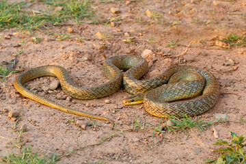 The eastern trinket snake (Elaphe cantoris) is a species of snake in the family Colubridae. The species is endemic to South Asia.