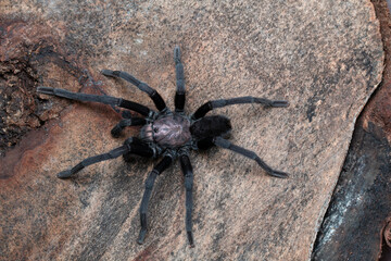 Male Chilobrachys tarantula from Sikkim. Notice the long legs that the spider has. These live in burrows.