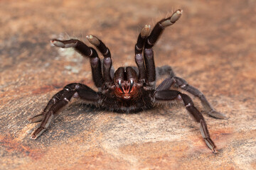 Female Chilobrachys tarantula from Sikkim. Notice the long legs that the spider has. These live in burrows.