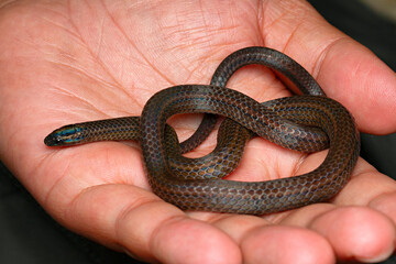 Trachischium guentheri, commonly known as the rosebelly worm-eating snake or Günther's worm-eating snake, is a species of colubrid snake, which is endemic to Asia.