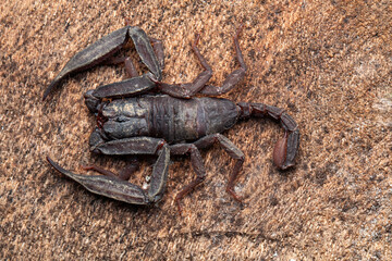 Male Scorpiops bhutanensis from Sikkim. The male bears long pedipalp segments.