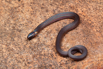 Trachischium guentheri juvenile, commonly known as the rosebelly worm-eating snake or Günther's worm-eating snake, is a species of colubrid snake, which is endemic to Asia.