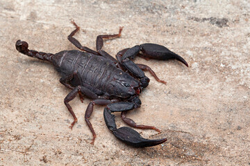 Scorpion of the genus Scorpiops from Sikkim. These are found under fallen logs and boulder.