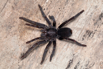 Female Chilobrachys tarantula from Sikkim. Notice the long legs that the spider has. These live in burrows.