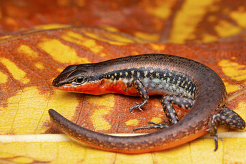 Skinks of the genus Ablepharus are common in forests of the Himalayas. These are found in leaf litter and are active during the day.
