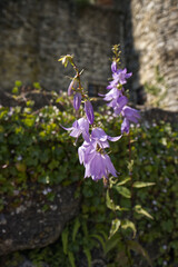 Creeping bellflower flowers in nature. Wild plant with flowers. Campanula rapunculoides. Blue-violet flowers, bellflower. Detail of flowers, blurred background