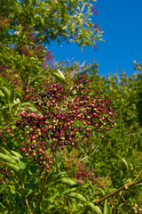 Schwarzer Holunder (lat.: Sambucus nigra) - Hochformat