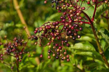 Schwarzer Holunder (lat.: Sambucus nigra)