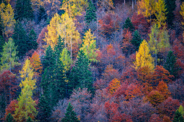 Val Pesarina immersed in autumn atmospheres. Among woods and the ancient Orias stables.