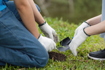 Volunteer Couple Planting Trees Together in a Park to Promote Environmental Conservation and Community Involvement