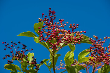 Zweig mit Holunderbeeren vor blauem Himmel / Schwarzer Holunder (lat.: Sambucus nigra)