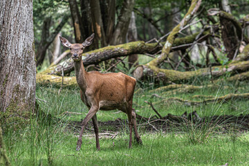 deer in the forest