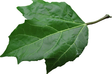 A single green leaf with prominent veins