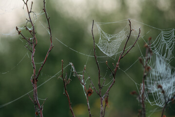 Cobwebs on rosehip branches