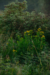 Flowers and herbs in the fields