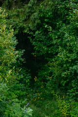 A tunnel of leaves and branches