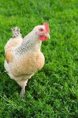 Outdoor portrait of brown hen walking around an agricultural farm. Free-range chickens on summer green meadow. Vertical image.