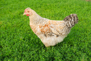 Outdoor portrait of brown hen walking around an agricultural farm. Free-range chickens on summer green meadow.
