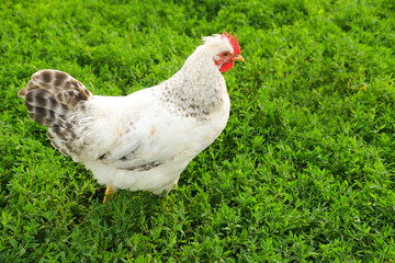 Outdoor portrait of brown hen walking around an agricultural farm. Free-range chickens on summer green meadow.