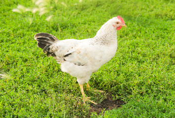 Outdoor portrait of brown hen walking around an agricultural farm. Free-range chickens on summer green meadow.