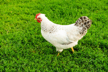 Outdoor portrait of brown hen walking around an agricultural farm. Free-range chickens on summer green meadow.