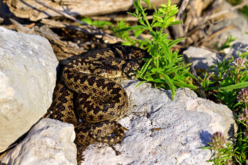 Wiesenotter // Meadow viper, Ursini's viper (Vipera ursinii macrops) - Nationalpark Biogradska Gora, Montenegro