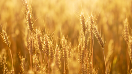 Fototapeta premium Golden Wheat Field in Morning Light with Sunlit Bokeh, Background for Bakery or Agricultural Concept