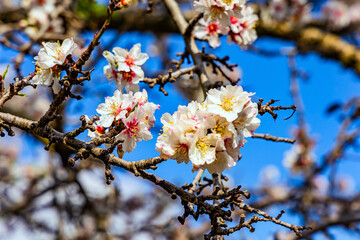 The arrival of spring
