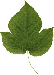 Fototapeta premium Leaf on transparent background. A vibrant green leaf with prominent veins, sharply detailed against a transparent background. The leaf's texture and edges are clearly visible.