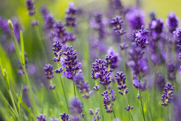 lavender flowers in the garden