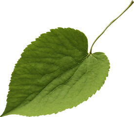 Fototapeta premium Leaf on transparent background. A vibrant green leaf with prominent veins, sharply detailed against a transparent background. The leaf's texture and edges are clearly visible.