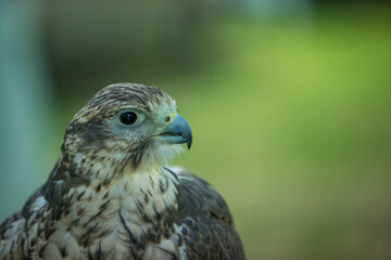 Obraz premium Person holds a bird of prey, a hawk, in their hand
