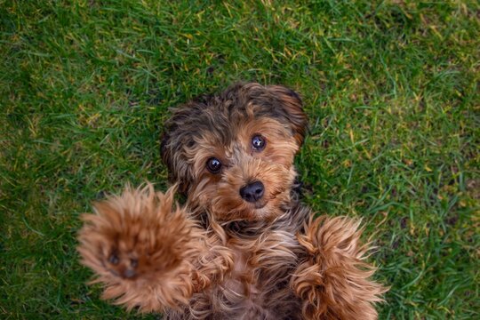 Black cavapoo puppy during the summer