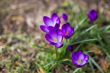 crocus flowers -  one of spring flowers