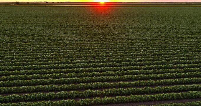 Soybean agricultural plants crop field at industrial farm