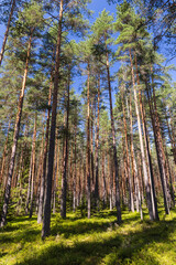 Pine tree forest, vertical background photo