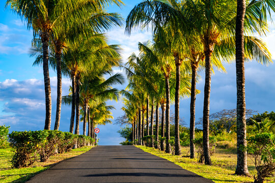 Avenue of palm trees on the tropical vacation island of Mauritius (Indian Ocean). The paved road from frog's-eye view on a sunny evening leads to the tourist hotels on the north coast near Grand Baie.