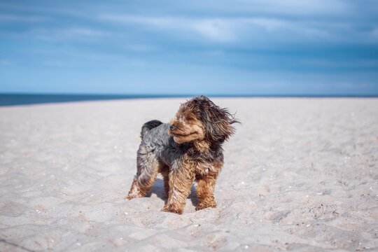 Portrait of black cavapoo puppy at the beach