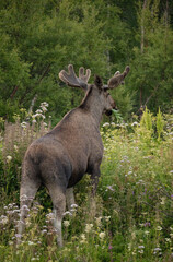 Big adult moose eating in the early morning in Northern Norway