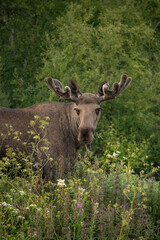 Close up portrait of a wild big adult moose on a field in a ealy summer morning in Northern Norway