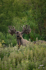 Big adult moose grunting in the early morning in Northern Norway